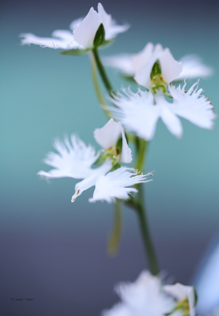 白い鳥