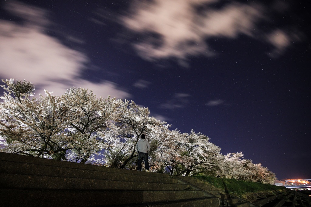 夜桜見物