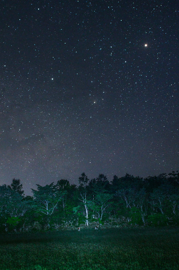 星空と鹿