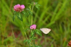 紋白蝶と花