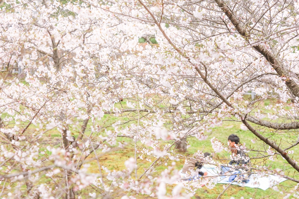 桜の木下で By きくちやすし Id 写真共有サイト Photohito