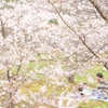 桜の木下で