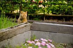 猫とマーガレット