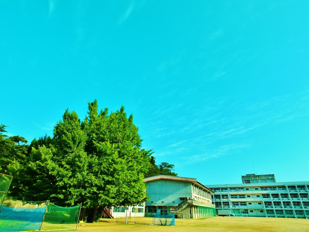 宮古第一中学校の逆さ銀杏