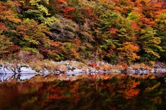 森のオーケストラ