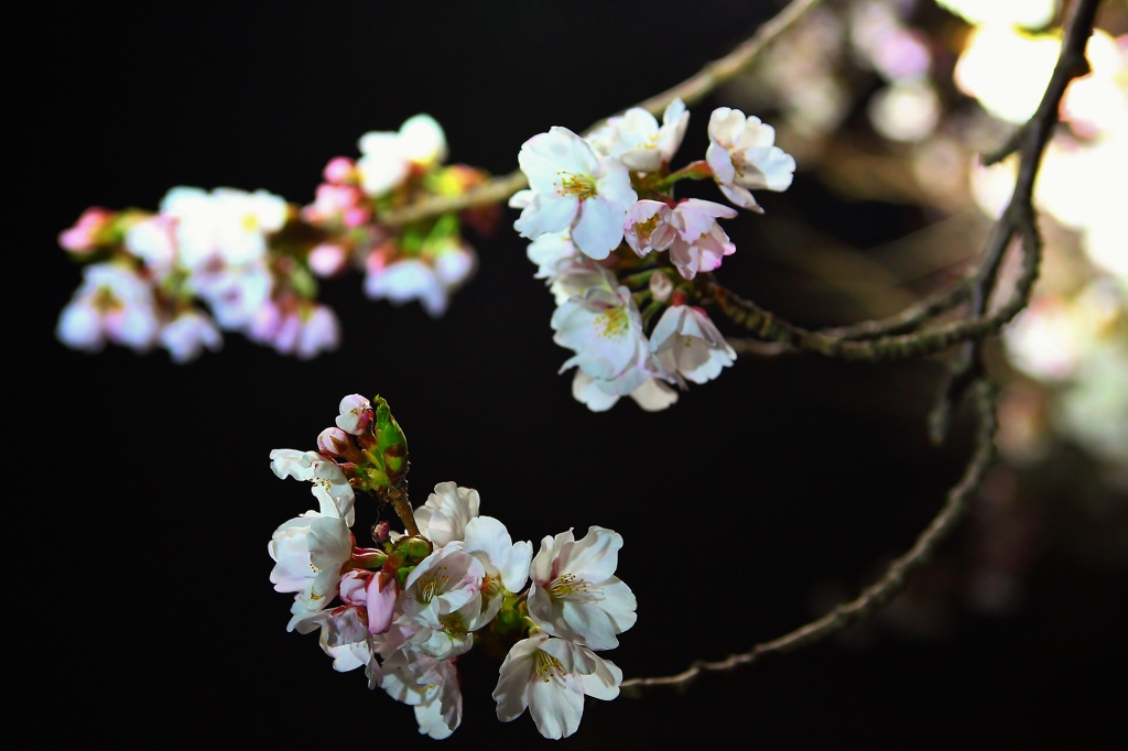 春の夜に咲く桜