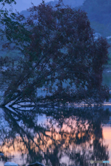 夕暮れ時の紅葉