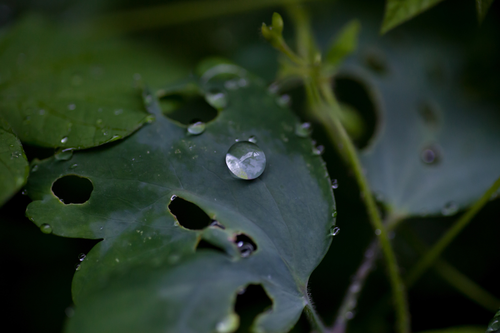 梅雨の滴