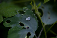 梅雨の滴