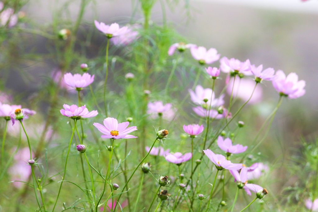 コスモス