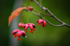 IMGP7869-2
