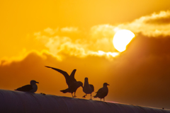 夕陽が翼を染める頃