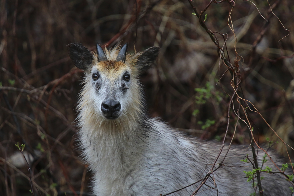 ニホンカモシカ