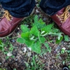 I live strongly like weeds