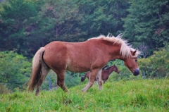 牛を馬に乗り換える