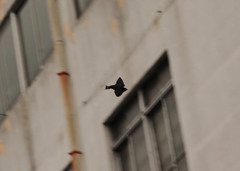 ツバメの天気予報