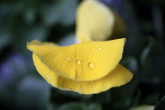 春雨の雫