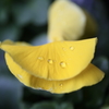 春雨の雫