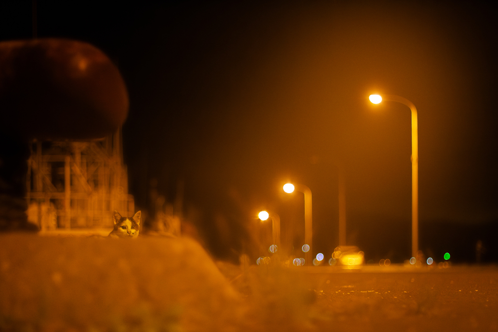 1D4_6726