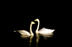 闇に映える二羽の白鳥