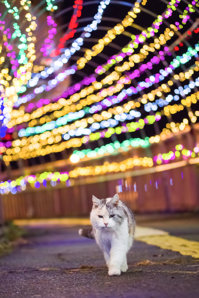 キャットウォーク