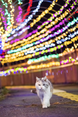 キャットウォーク