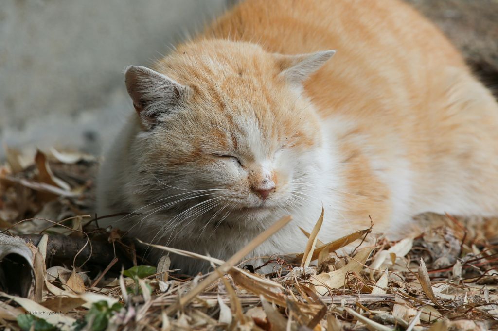 野良猫