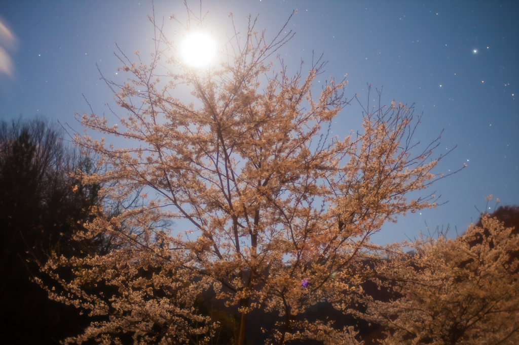 月夜照桜