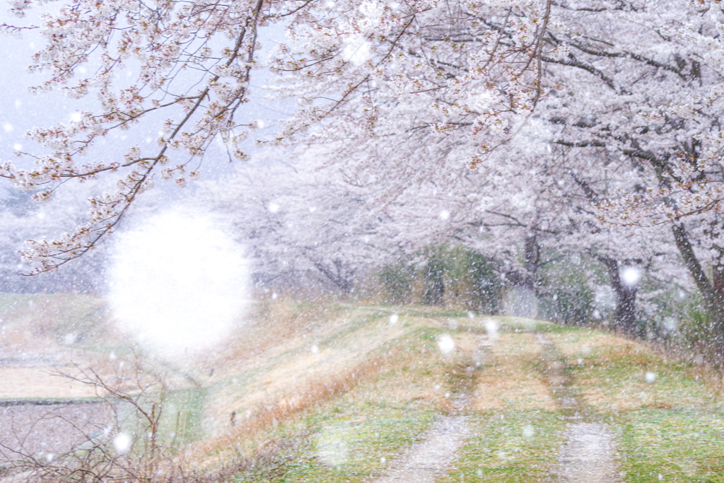 春雪舞う