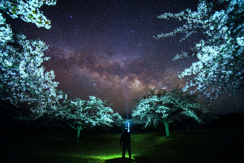 春の夜桜