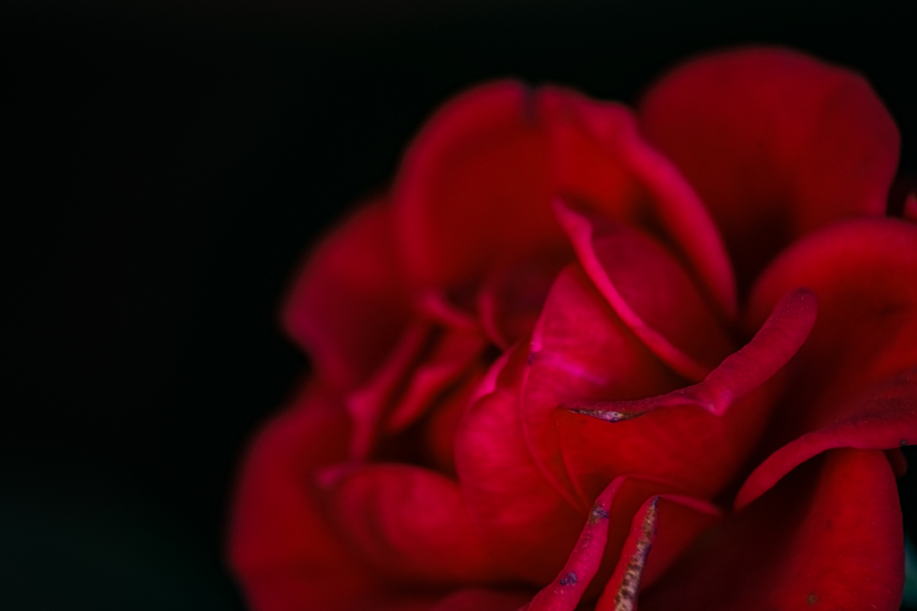 IMGP2447