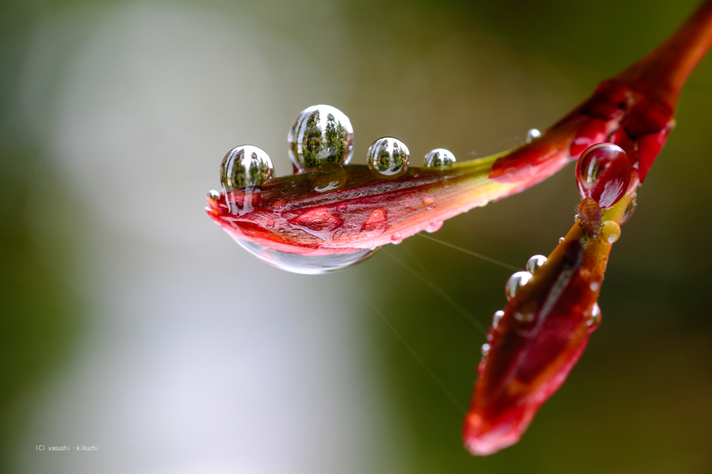 水玉