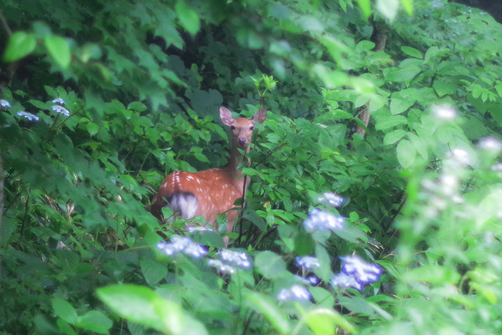 鹿とアジサイの花