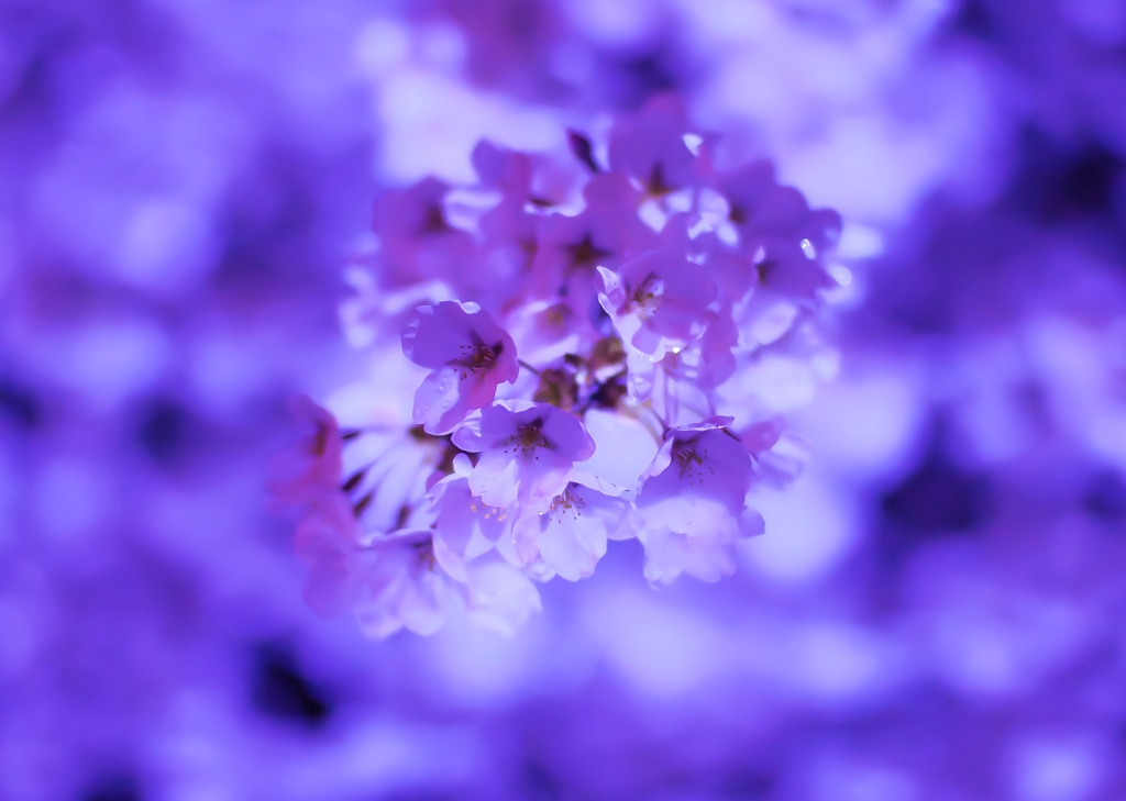 雨の夜桜