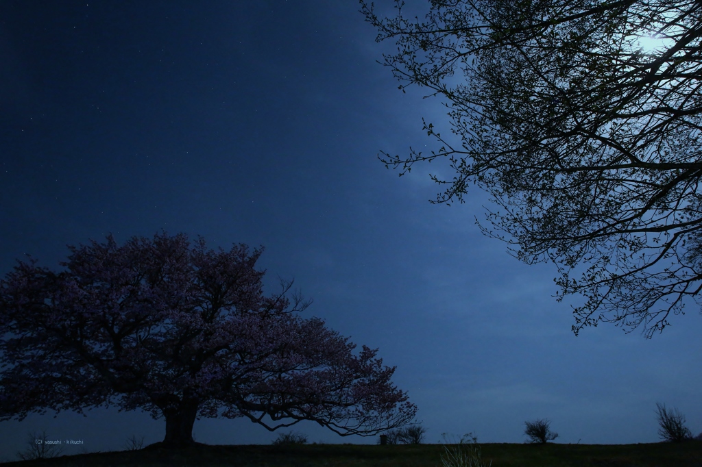 月明かり一本桜