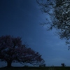 月明かり一本桜