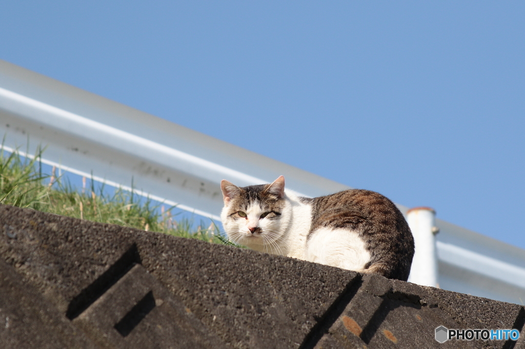 早朝の猫