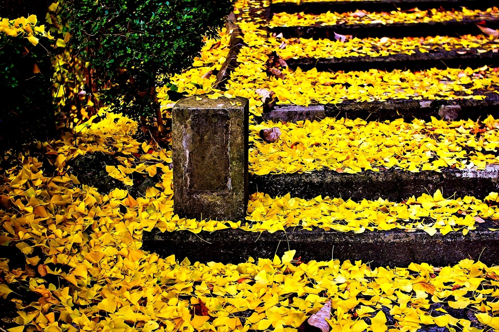 銀杏と石段
