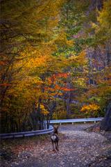 紅葉と鹿のケツ