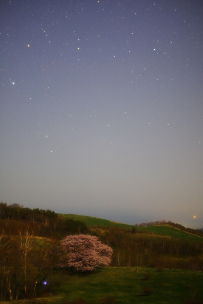 星の下に咲く桜