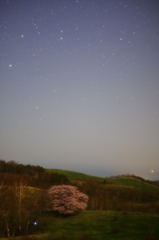 星の下に咲く桜
