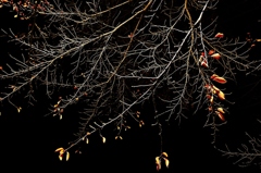 枯れ木も山の賑わい