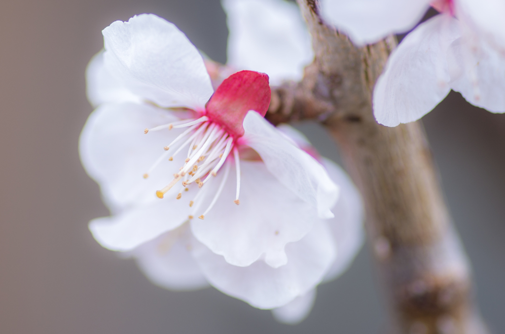 桜咲く