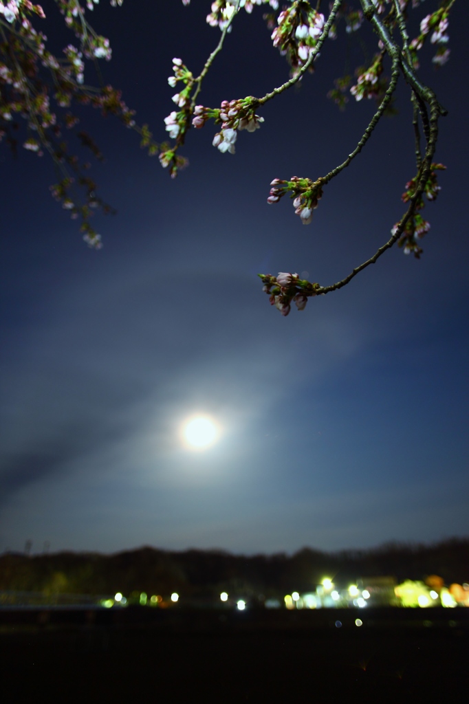 月夜の桜