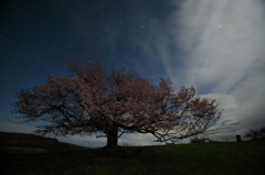 亀ヶ森の一本桜