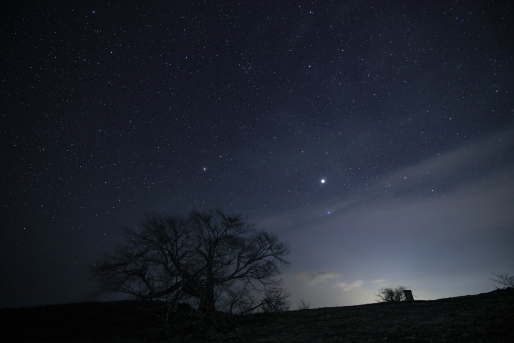 亀が森の一本桜