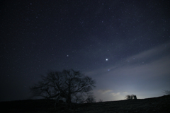 亀が森の一本桜