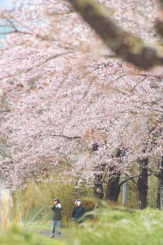 花見頃
