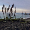 海を眺める