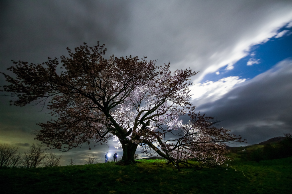 大きな桜の木の下で